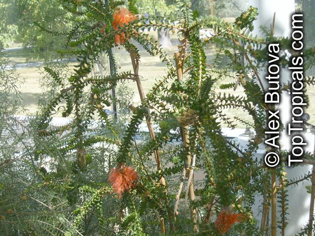 Beaufortia sparsa, Swamp bottlebrush