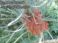Calothamnus sp., Common Net Bush

Click to see full-size image