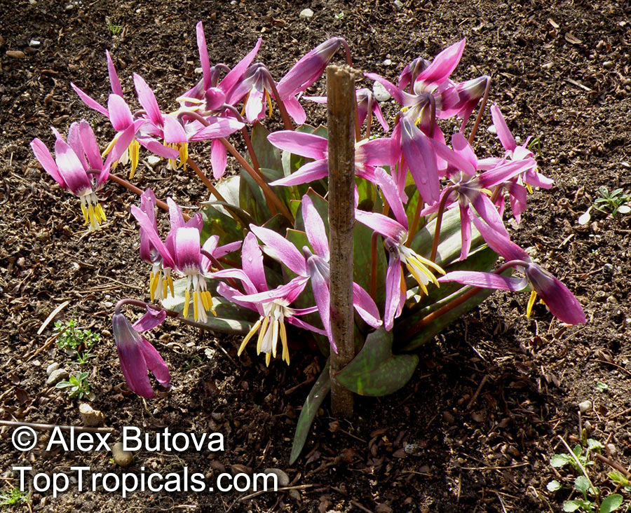Erythronium sibiricum, Siberian Fawn Lily, Siberian Trout Lily