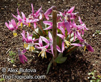 Erythronium sibiricum, Siberian Fawn Lily, Siberian Trout Lily

Click to see full-size image