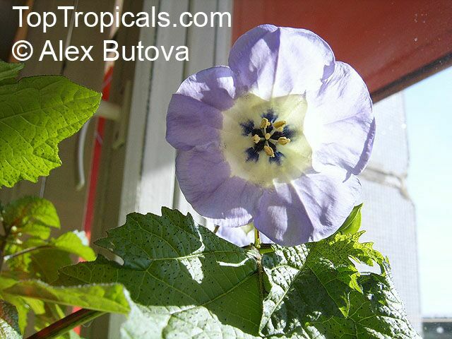 Nicandra physalodes, Shoo-Fly Plant