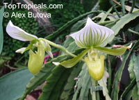 Paphiopedilum sp., Paphiopedilum Orchid, Slipper Orchid

Click to see full-size image