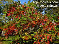 Rhus sp., Sumac

Click to see full-size image