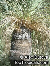 Xanthorrhoea sp., Grass Tree

Click to see full-size image