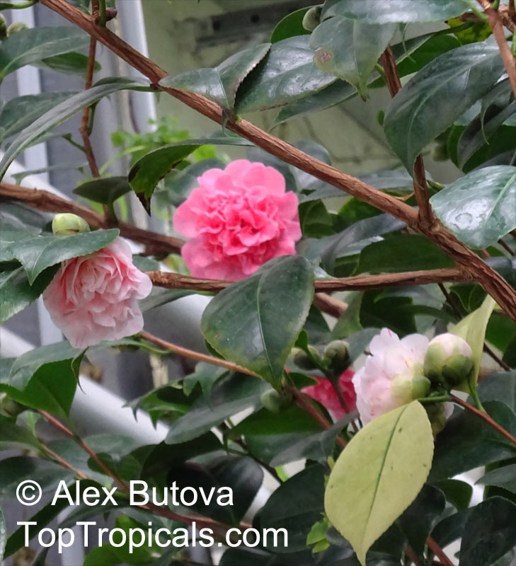 camellia_japonica_AlB.jpg