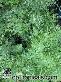 Anethum graveolens (Dill) - seeds

Click to see full-size image