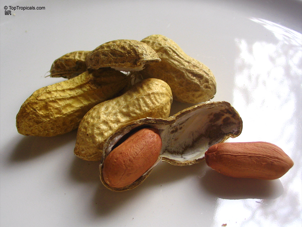 Arachis hypogaea, Peanut
