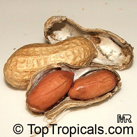 Arachis hypogaea, Peanut