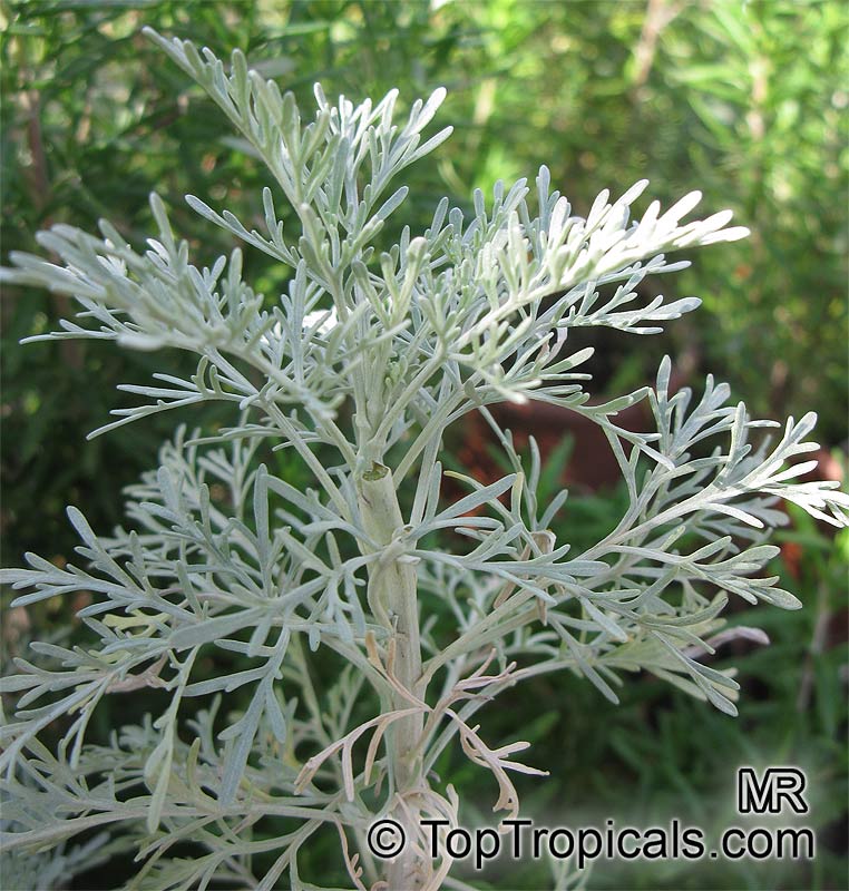 Artemisia arborescens, Tree Wormwood - TopTropicals.com