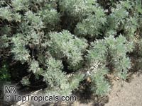 Artemisia arborescens, Tree Wormwood

Click to see full-size image