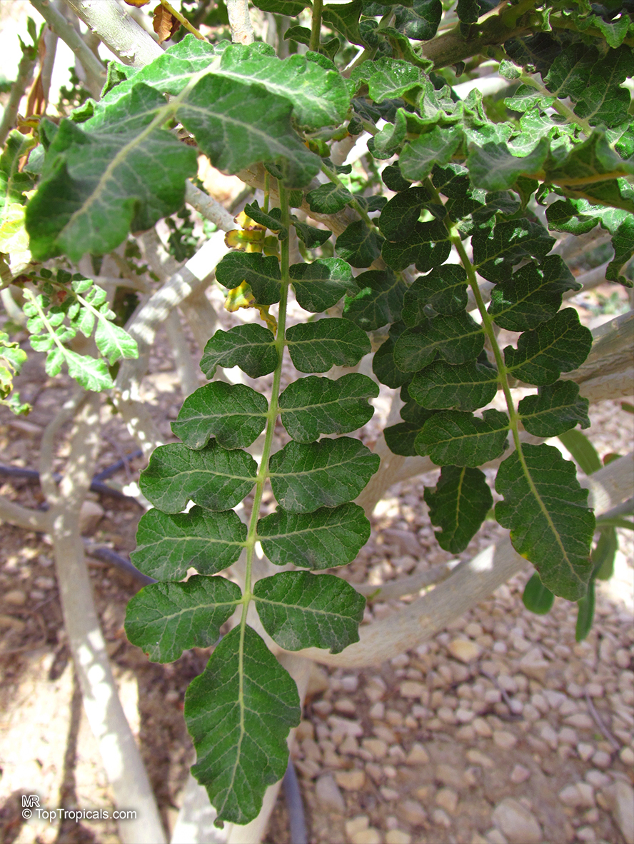 Boswellia sacra, Boswellia carteri, Boswellia undulato crenata, Frankincense, Olibanum Tree
