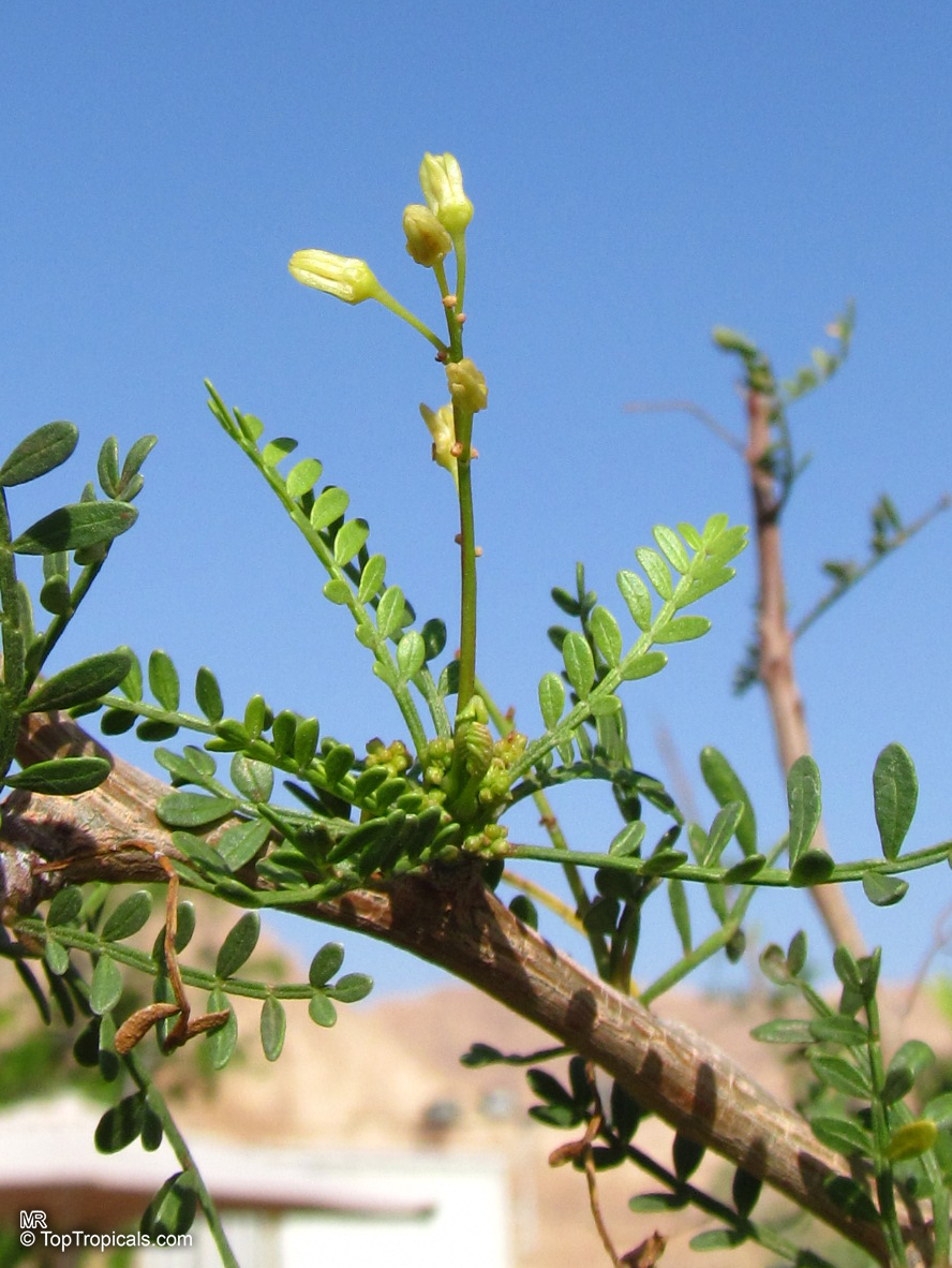 Bursera microphylla, Elephant Tree, Torote Colorado, Copal