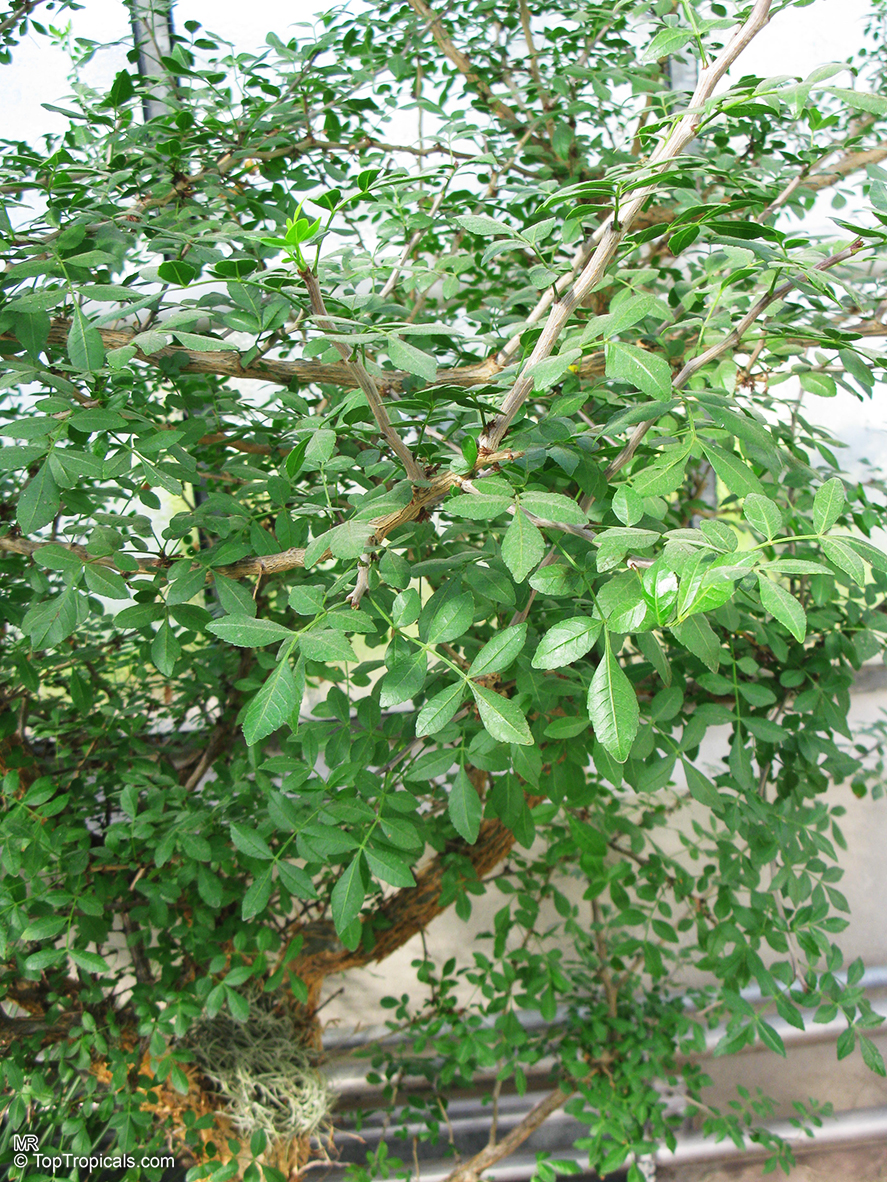 Bursera odorata, Torote Blanco, Elephant Tree