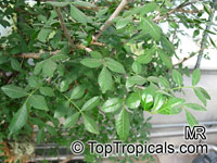 Bursera odorata, Torote Blanco, Elephant Tree

Click to see full-size image