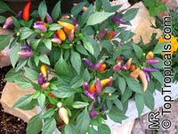 Capsicum annuum, Sweet Pepper, Chilli Pepper, Cayenne Pepper, Paprika, Ornamental pepper

Click to see full-size image