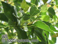 Cinnamomum camphora, Camphor Tree, Camphor Laurel

Click to see full-size image