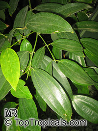 Cinnamomum zeylanicum, Cinnamomum verum, Cinnamon

Click to see full-size image