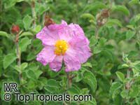 Cistus incanus, Cistus villosus , Hairy Rockrose, Pink Rockrose