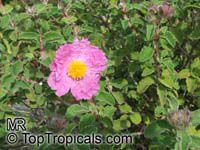 Cistus incanus, Cistus villosus , Hairy Rockrose, Pink Rockrose

Click to see full-size image