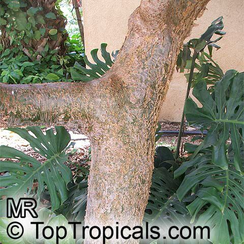 Commiphora abyssinica, Myrrh Tree