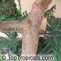Commiphora abyssinica, Myrrh Tree

Click to see full-size image