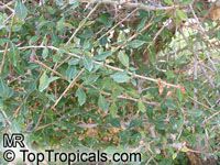 Commiphora sp., Commiphora, Velvet(-leaved) Corkwood.

Click to see full-size image