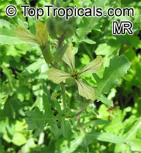 Eruca vesicaria sativa, Arugula, Garden Rocket 

Click to see full-size image