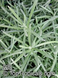 Helichrysum italicum (Бессмертник итальянский) - растение