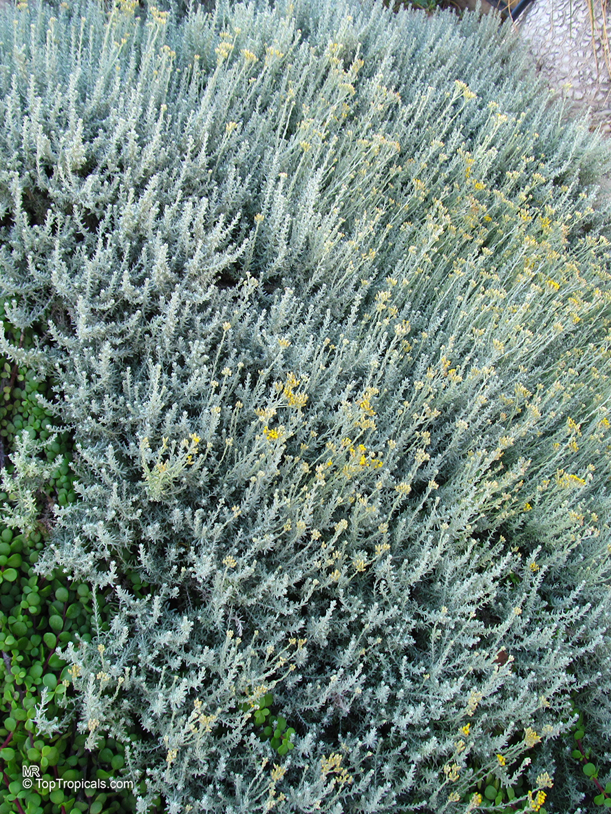 Helichrysum sp., Strawflower, Immortelle, Helichrysum. Helichrysum italicum