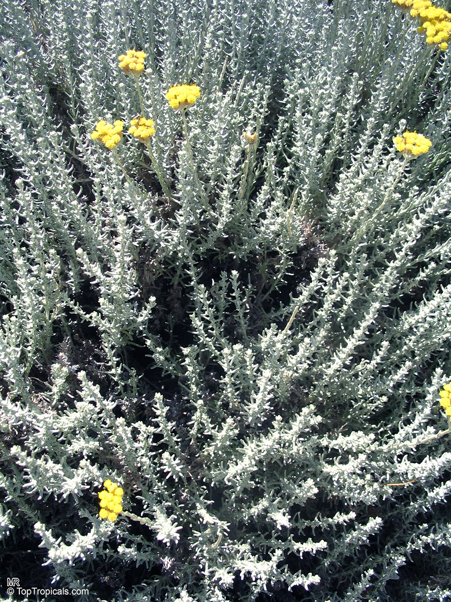 Helichrysum sp., Strawflower, Immortelle, Helichrysum. Helichrysum italicum