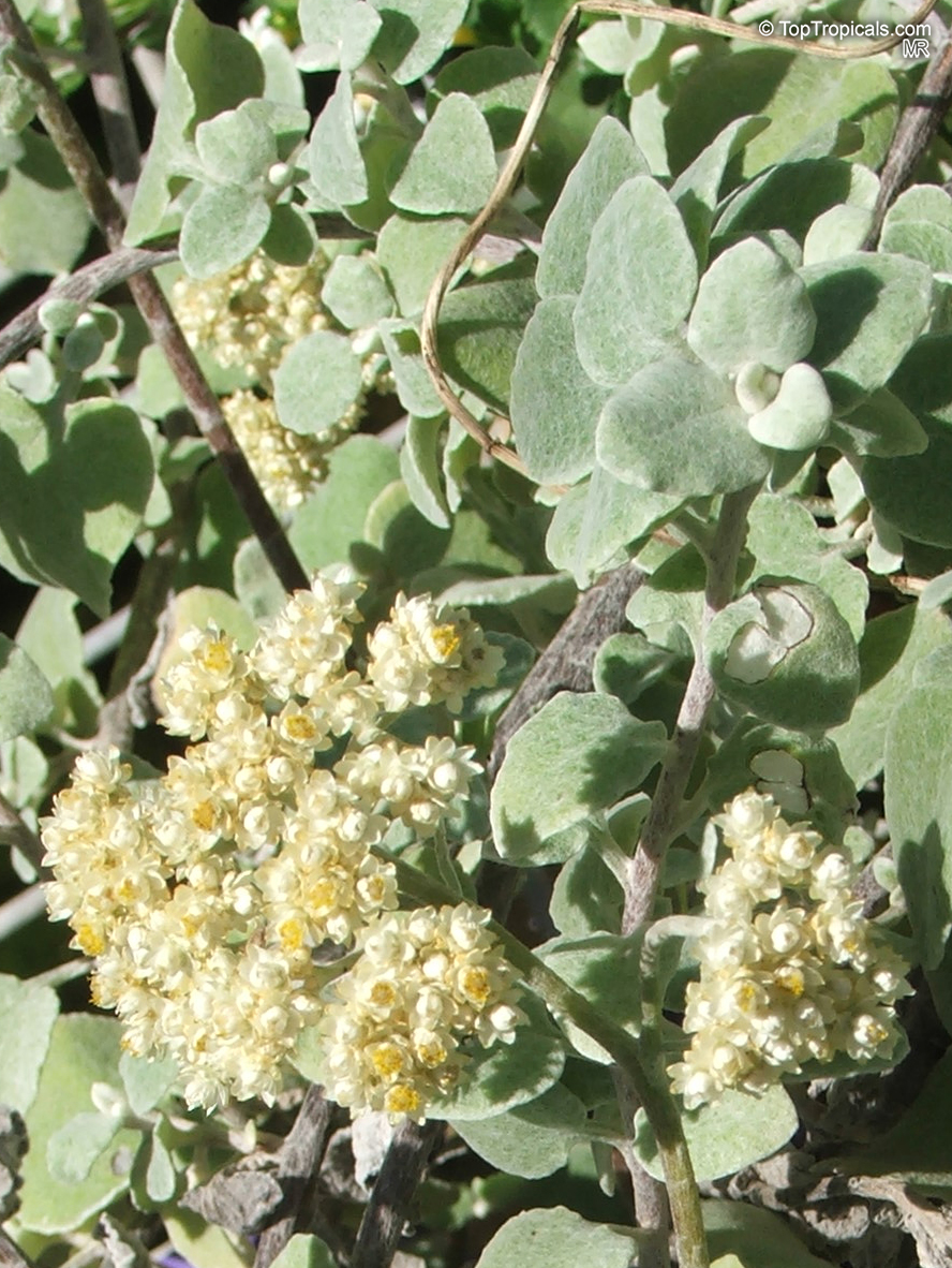 Helichrysum sp., Strawflower, Immortelle, Helichrysum. Helichrysum petiolare