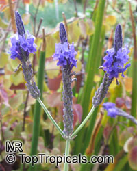Lavandula multifida, French Lace Lavender

Click to see full-size image