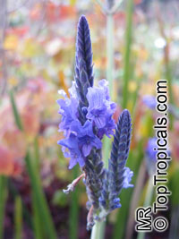 Lavandula multifida, French Lace Lavender

Click to see full-size image
