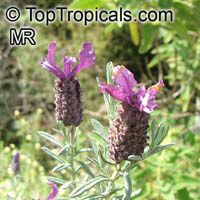 Lavandula stoechas , Spanish Lavender, Stoechas Lavender, Topped Lavender, Rabbit Ears, Papillon 

Click to see full-size image