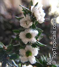Leptospermum scoparium, Manuka, New Zealand Tea Tree

Click to see full-size image