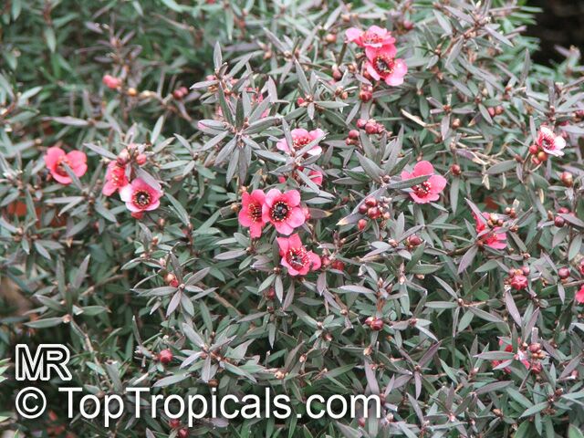 Leptospermum scoparium, Manuka, New Zealand Tea Tree