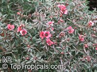 Leptospermum scoparium, Manuka, New Zealand Tea Tree

Click to see full-size image