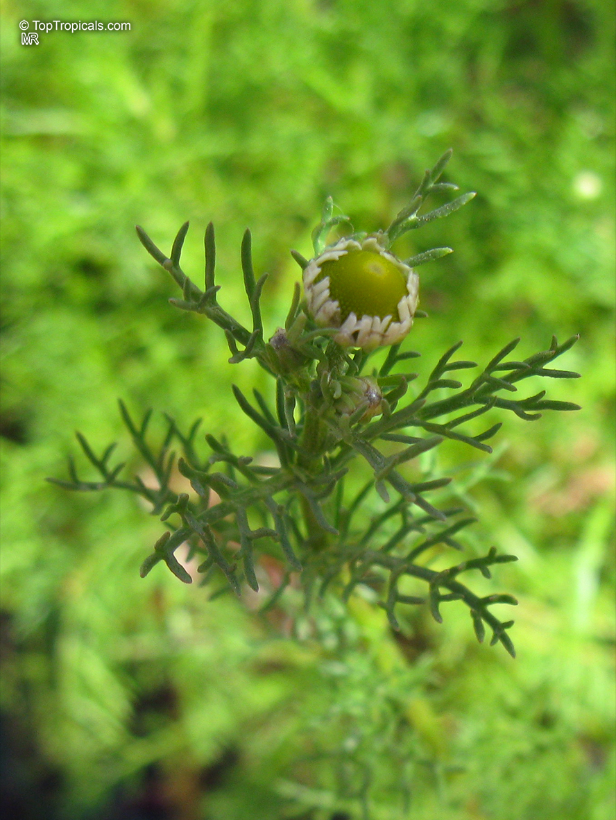 Matricaria recutita, Matricaria chamomilla, Camomile, German Chamomile