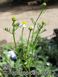 Matricaria recutita, Matricaria chamomilla, Camomile, German Chamomile

Click to see full-size image