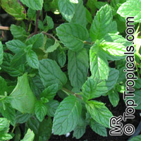 Mentha sp., Mint

Click to see full-size image
