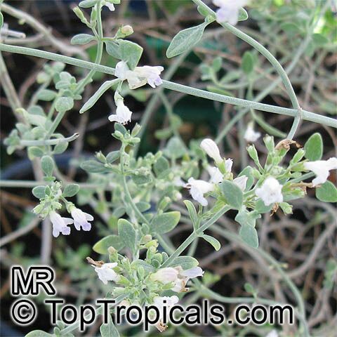 Micromeria fruticosa, White Micromeria, Little Mint, Wild Hyssop, White Zota