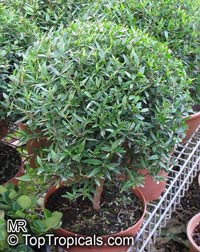 Myrtus communis (Мирт обыкновенный) - растение