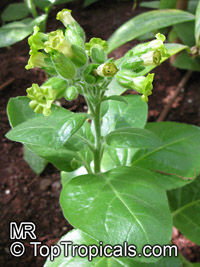 Nicotiana sp., Flowering tobacco

Click to see full-size image
