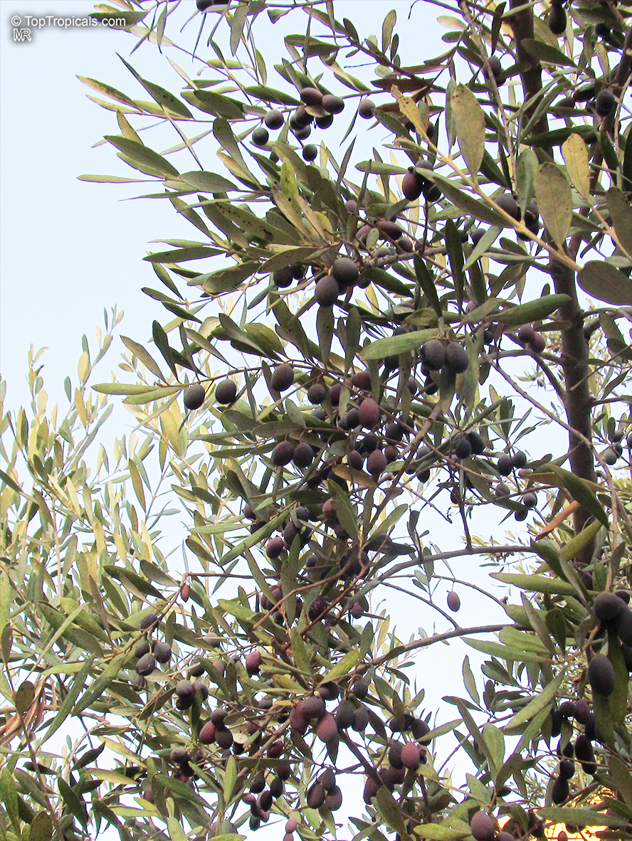 Olea europea, Olive