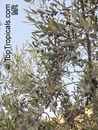Olea europea, Olive

Click to see full-size image