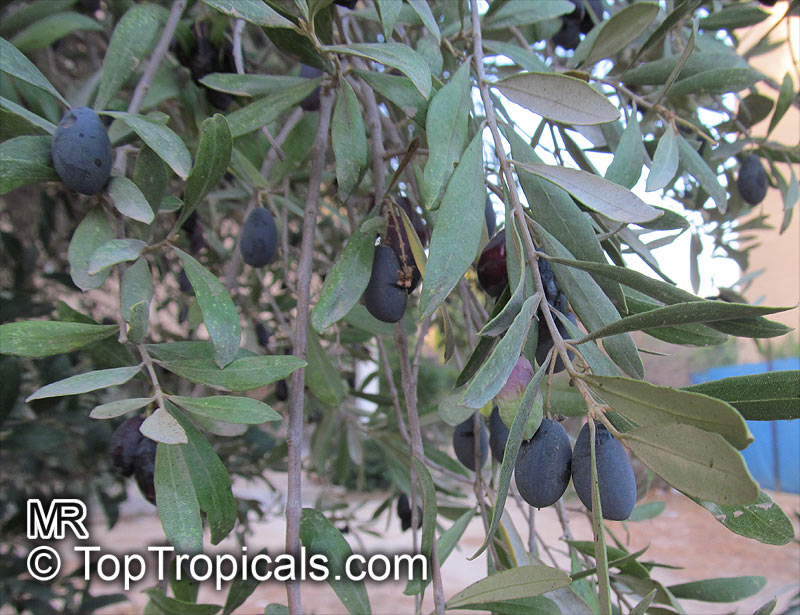 Olive tree Leccino, Olea europea