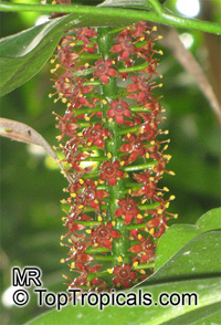 Pilocarpus pennatifolius, Paraguay Jaborandi

Click to see full-size image