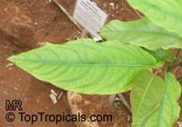 Piper longum , Bengal Pepper, Indian Long Pepper 

Click to see full-size image