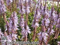 Plectranthus Lois Woodhull, Plectranthus neochilus, Lobster Flower 

Click to see full-size image