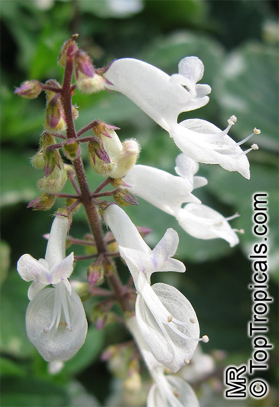 Plectranthus coleoides, White-Edged Swedish Ivy